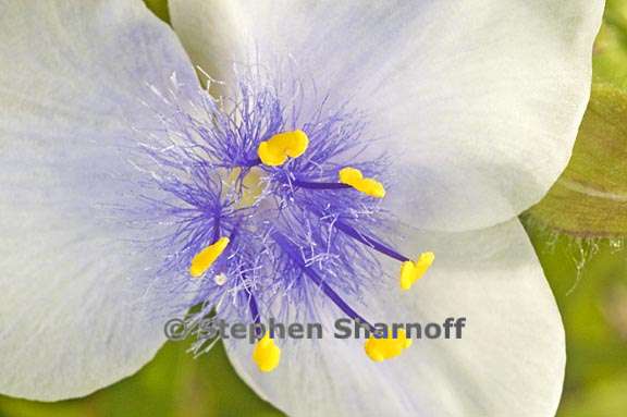 tradescantia 1 graphic